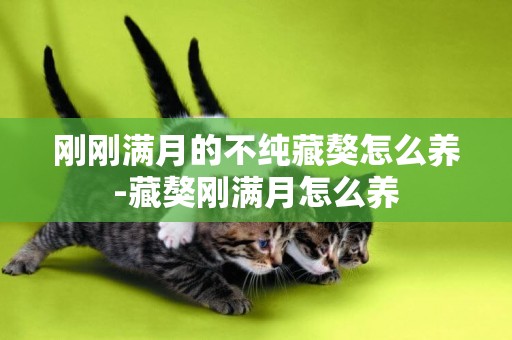剛剛滿月的不純藏獒怎么養-藏獒剛滿月怎么養