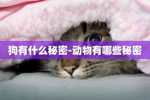 狗有什么秘密-動物有哪些秘密
