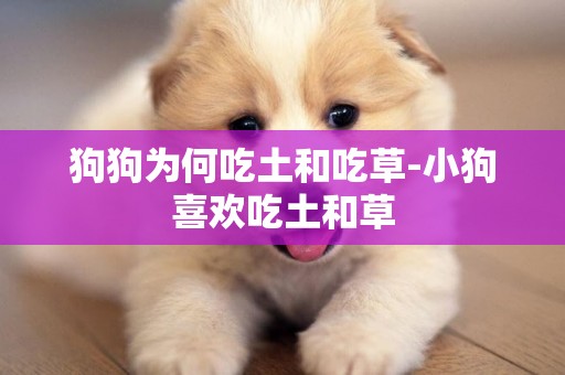 狗狗為何吃土和吃草-小狗喜歡吃土和草