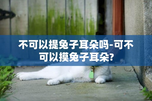 不可以提兔子耳朵嗎-可不可以摸兔子耳朵?