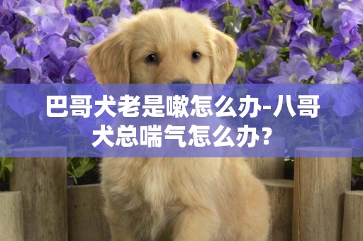 巴哥犬老是嗽怎么辦-八哥犬總喘氣怎么辦？