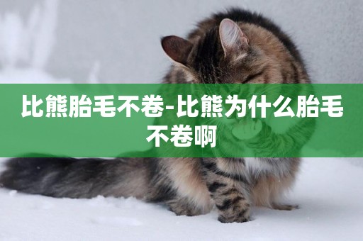 比熊胎毛不卷-比熊為什么胎毛不卷啊