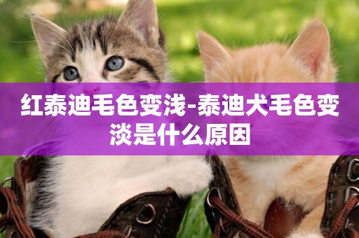 紅泰迪毛色變淺-泰迪犬毛色變淡是什么原因