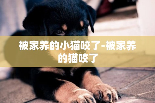 被家養的小貓咬了-被家養的貓咬了