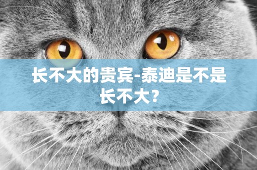 長不大的貴賓-泰迪是不是長不大？