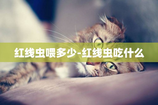 紅線蟲喂多少-紅線蟲吃什么
