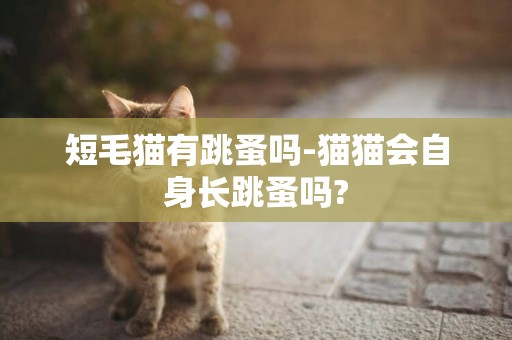 短毛貓有跳蚤嗎-貓貓會自身長跳蚤嗎?