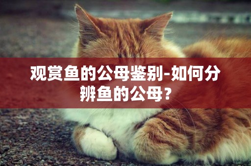 觀賞魚的公母鑒別-如何分辨魚的公母？