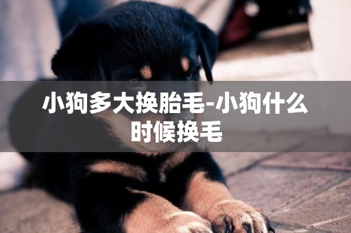 小狗多大換胎毛-小狗什么時候換毛