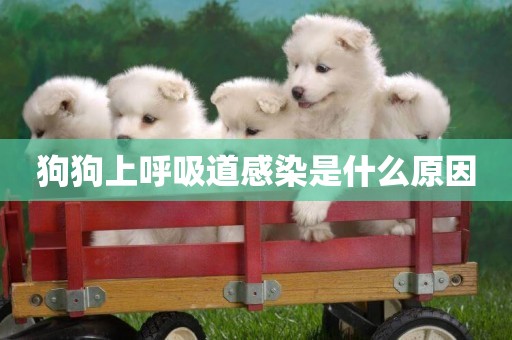 狗狗上呼吸道感染是什么原因