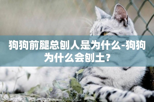狗狗前腿總刨人是為什么-狗狗為什么會刨土？