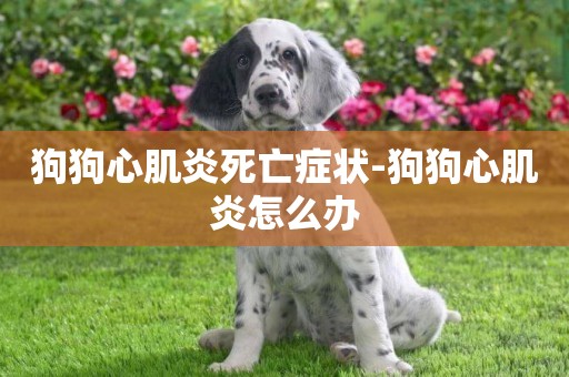 狗狗心肌炎死亡癥狀-狗狗心肌炎怎么辦