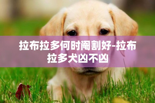 拉布拉多何時閹割好-拉布拉多犬兇不兇