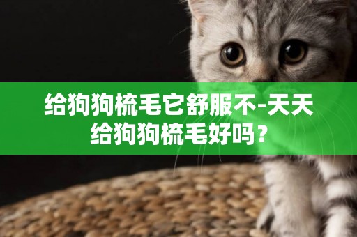 給狗狗梳毛它舒服不-天天給狗狗梳毛好嗎？