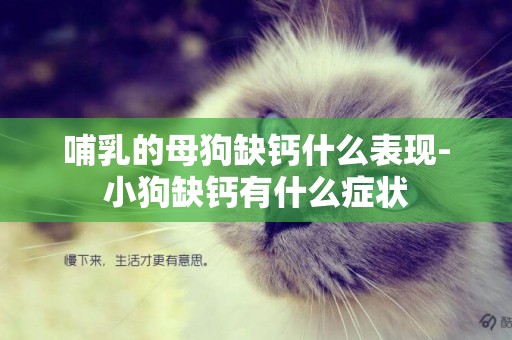 哺乳的母狗缺鈣什么表現-小狗缺鈣有什么癥狀