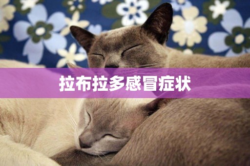 拉布拉多感冒癥狀