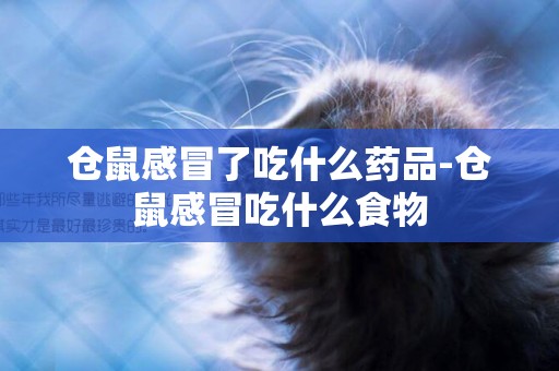 倉鼠感冒了吃什么藥品-倉鼠感冒吃什么食物