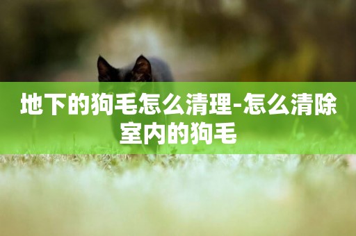地下的狗毛怎么清理-怎么清除室內的狗毛