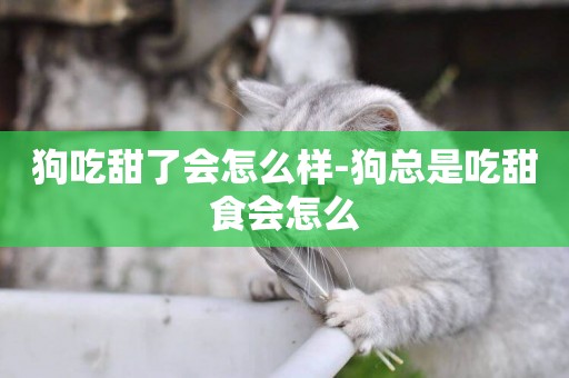 狗吃甜了會怎么樣-狗總是吃甜食會怎么