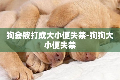 狗會被打成大小便失禁-狗狗大小便失禁