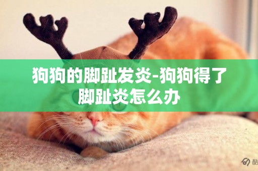 狗狗的腳趾發炎-狗狗得了腳趾炎怎么辦