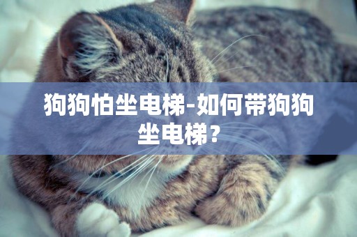 狗狗怕坐電梯-如何帶狗狗坐電梯？