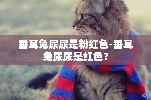 垂耳兔尿尿是粉紅色-垂耳兔尿尿是紅色？