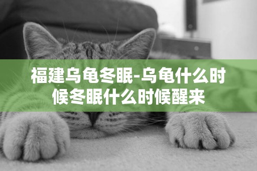 福建烏龜冬眠-烏龜什么時候冬眠什么時候醒來