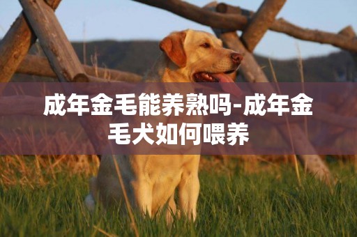 成年金毛能養熟嗎-成年金毛犬如何喂養