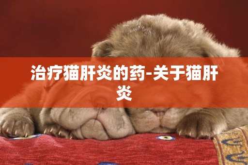 治療貓肝炎的藥-關于貓肝炎