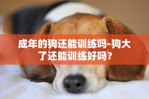 成年的狗還能訓練嗎-狗大了還能訓練好嗎？