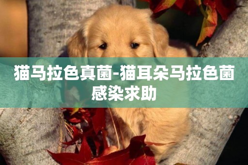 貓馬拉色真菌-貓耳朵馬拉色菌感染求助