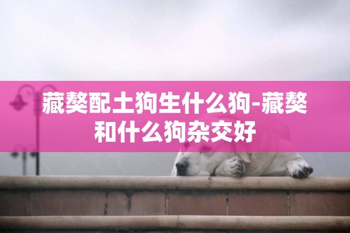 藏獒配土狗生什么狗-藏獒和什么狗雜交好