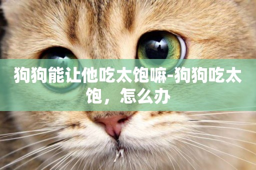 狗狗能讓他吃太飽嘛-狗狗吃太飽，怎么辦