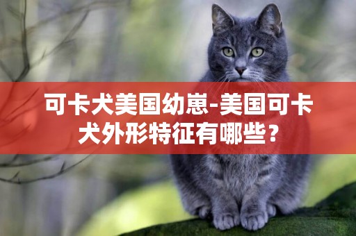 可卡犬美國幼崽-美國可卡犬外形特征有哪些？