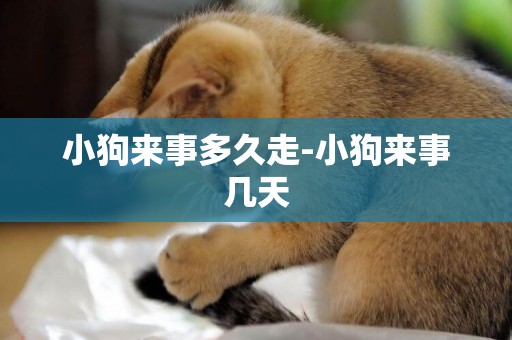 小狗來事多久走-小狗來事幾天