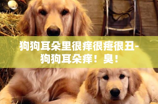 狗狗耳朵里很癢很疼很丑-狗狗耳朵癢！臭！