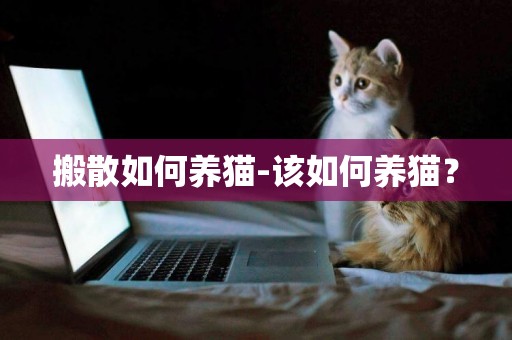 搬散如何養貓-該如何養貓？