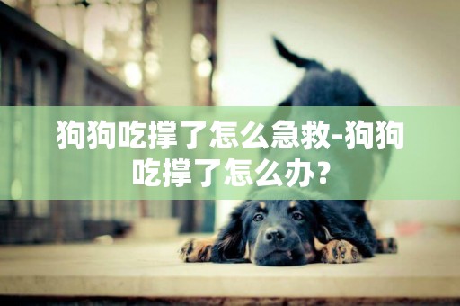 狗狗吃撐了怎么急救-狗狗吃撐了怎么辦？