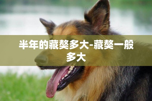 半年的藏獒多大-藏獒一般多大