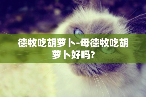 德牧吃胡蘿卜-母德牧吃胡蘿卜好嗎?