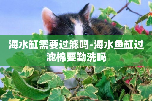 海水缸需要過濾嗎-海水魚缸過濾棉要勤洗嗎