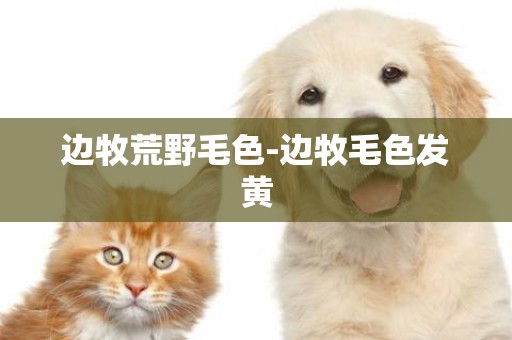 邊牧荒野毛色-邊牧毛色發黃