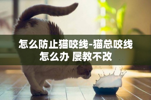 怎么防止貓咬線-貓總咬線怎么辦 屢教不改