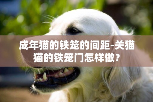 成年貓的鐵籠的間距-關貓貓的鐵籠門怎樣做？