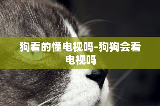 狗看的懂電視嗎-狗狗會看電視嗎