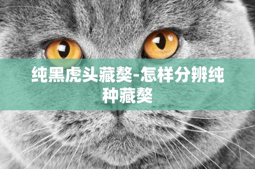 純黑虎頭藏獒-怎樣分辨純種藏獒