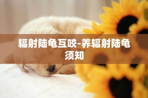 輻射陸龜互咬-養輻射陸龜須知