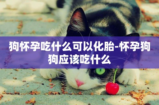 狗懷孕吃什么可以化胎-懷孕狗狗應該吃什么