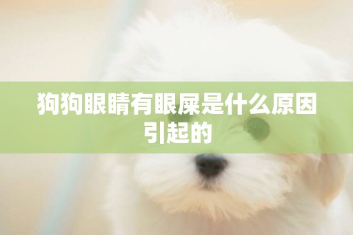 狗狗眼睛有眼屎是什么原因引起的